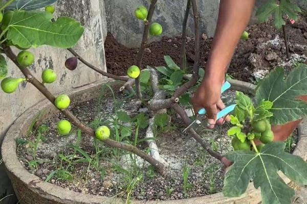无花果的种植方法,选择扦插、分株、压条等繁殖