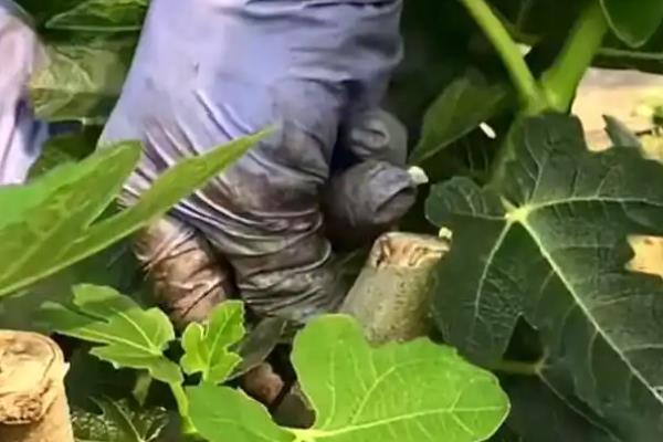 无花果的种植方法,选择扦插、分株、压条等繁殖