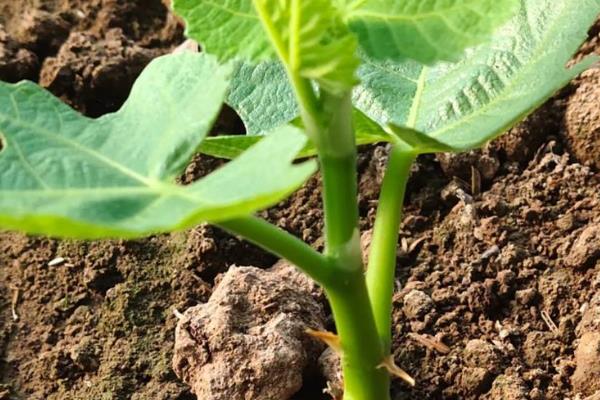 无花果的种植方法,选择扦插、分株、压条等繁殖