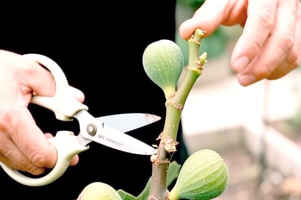 无花果的种植方法,选择扦插、分株、压条等繁殖