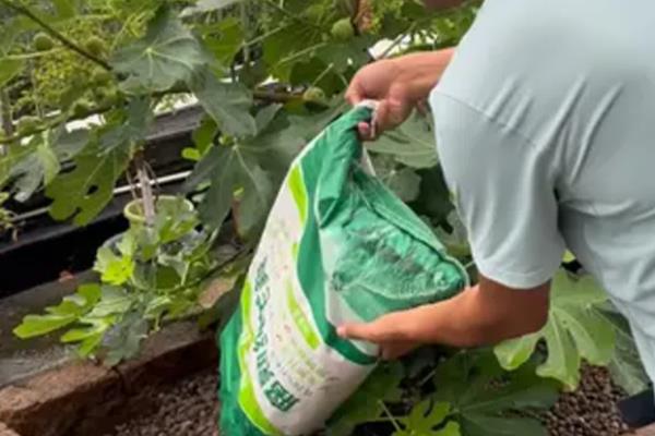 无花果的种植方法,选择扦插、分株、压条等繁殖