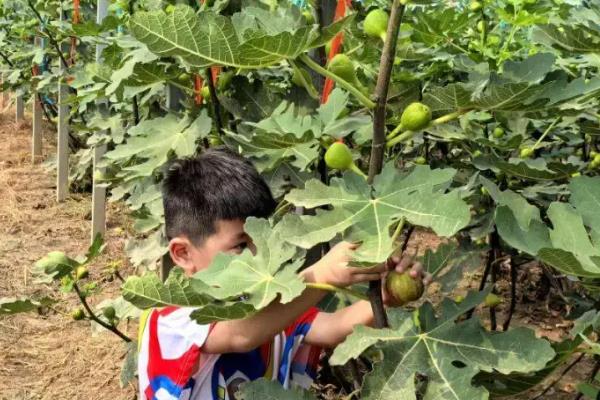 无花果的种植方法,选择扦插、分株、压条等繁殖