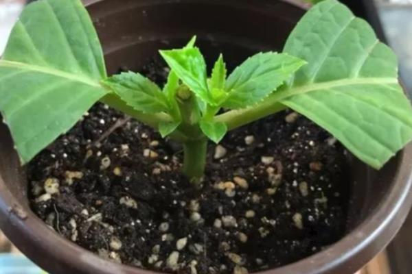木本芙蓉的扦插时间，在每年春季的3-4月份进行