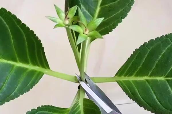 木本芙蓉的扦插时间，在每年春季的3-4月份进行