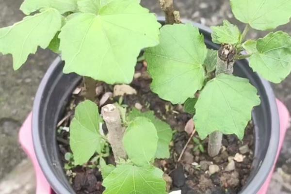 木本芙蓉的扦插时间，在每年春季的3-4月份进行