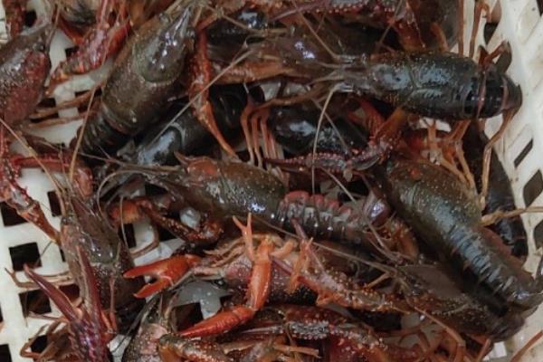 小龙虾要去虾线吗，要去虾线