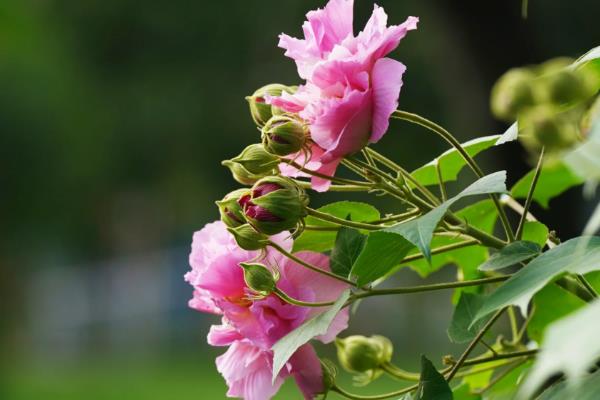 木本芙蓉的扦插时间，在每年春季的3-4月份进行