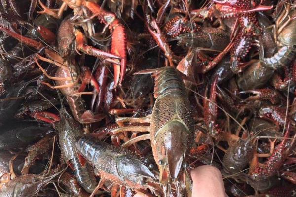 小龙虾要去虾线吗，要去虾线