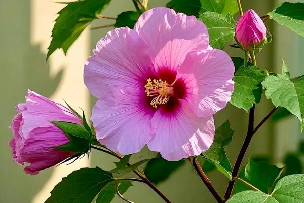 木本芙蓉的扦插时间，在每年春季的3-4月份进行