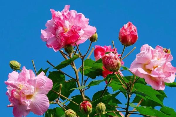 木本芙蓉的扦插时间，在每年春季的3-4月份进行