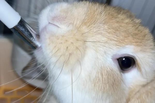 兔子冬天容易患上哪些病，常见感冒、腹泻、便秘、肺炎