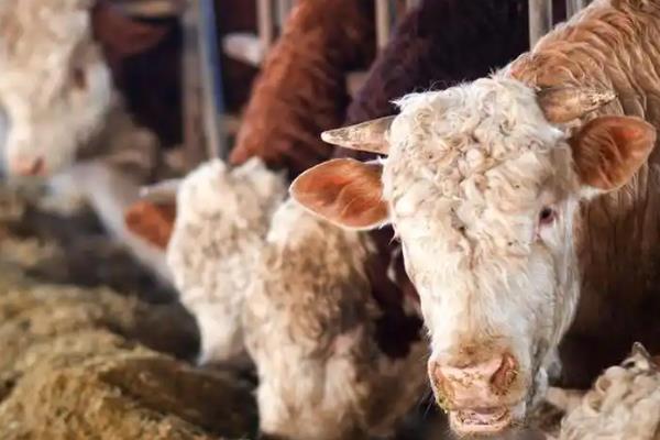 购买肉牛应注意的问题有哪些,首先要考虑品种问题