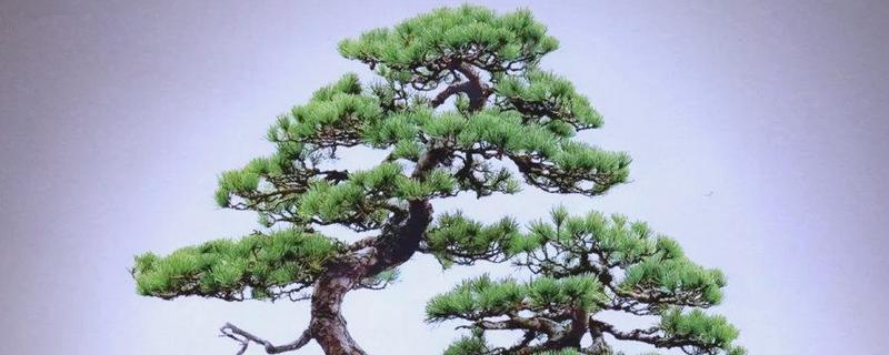 松树盆景适合放家里养吗，适合放家里