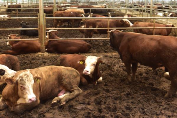 购买肉牛应注意的问题有哪些,首先要考虑品种问题