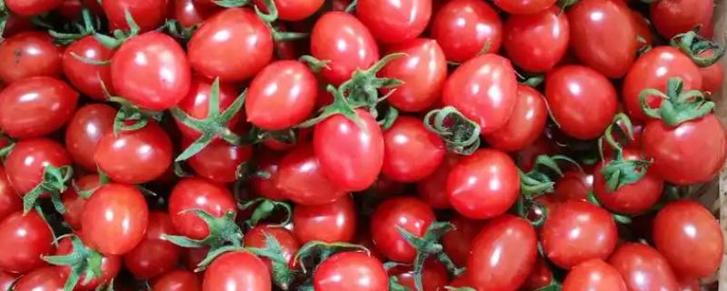 小西红柿的品种，有圣女番茄、玉女番茄等
