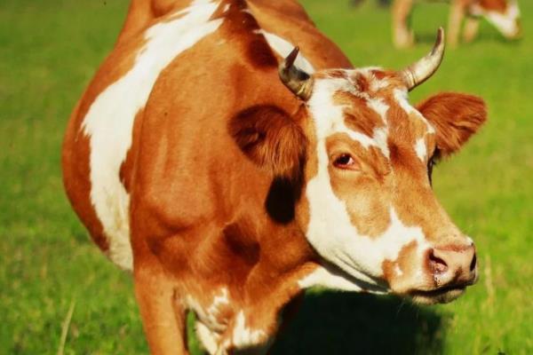 购买肉牛应注意的问题有哪些,首先要考虑品种问题