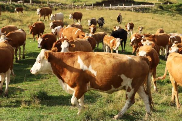 购买肉牛应注意的问题有哪些,首先要考虑品种问题