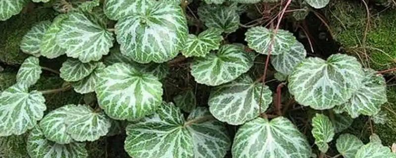 虎耳草能不能在家养殖，要放在儿童接触不到的地方