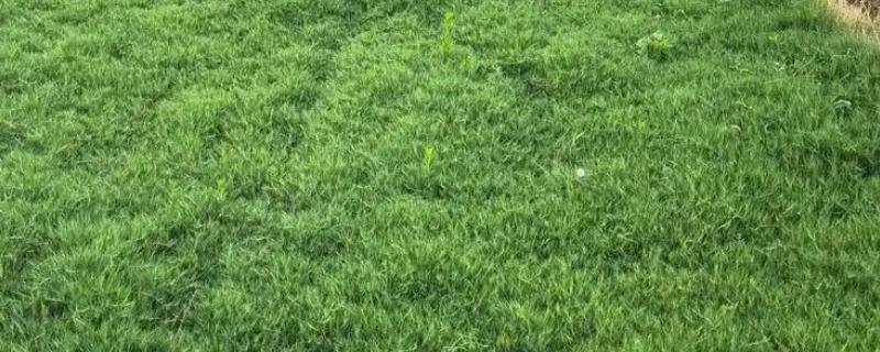 高羊茅草坪的种植时间，春季或秋季均可种植