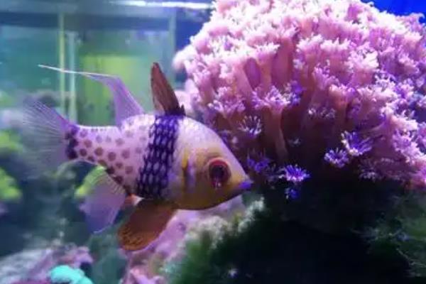 孔雀鱼可以和哪种鱼混养，推荐鼠鱼、玫瑰鱼等