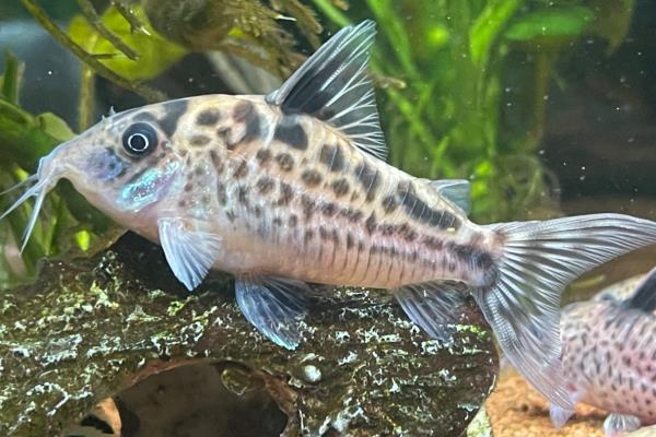 孔雀鱼可以和哪种鱼混养，推荐鼠鱼、玫瑰鱼等