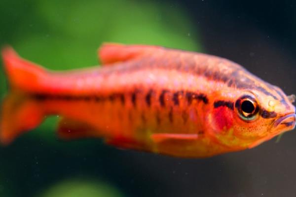 孔雀鱼可以和哪种鱼混养，推荐鼠鱼、玫瑰鱼等