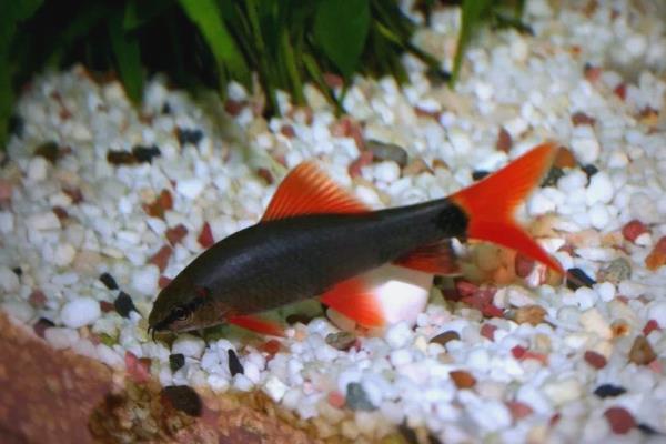 孔雀鱼可以和哪种鱼混养，推荐鼠鱼、玫瑰鱼等