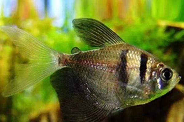 孔雀鱼可以和哪种鱼混养，推荐鼠鱼、玫瑰鱼等