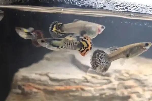 孔雀鱼可以和哪种鱼混养，推荐鼠鱼、玫瑰鱼等