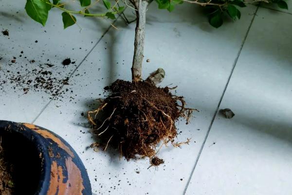 三角梅换盆伤根过多长时间会恢复,经过10天左右会长出新根