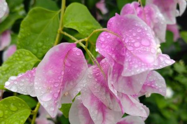 三角梅换盆伤根过多长时间会恢复,经过10天左右会长出新根