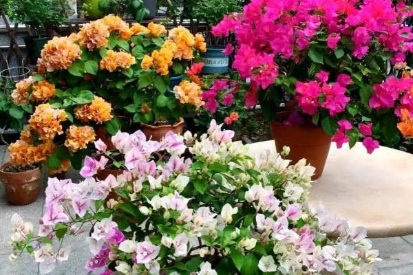 三角梅换盆伤根过多长时间会恢复,经过10天左右会长出新根