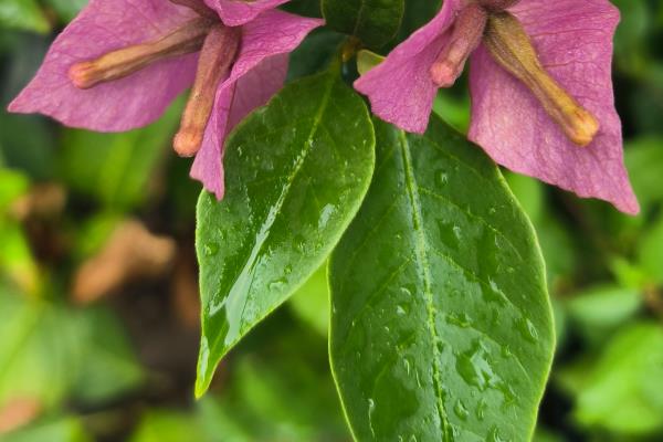 三角梅换盆伤根过多长时间会恢复,经过10天左右会长出新根