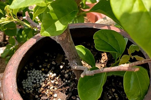 三角梅换盆伤根过多长时间会恢复,经过10天左右会长出新根