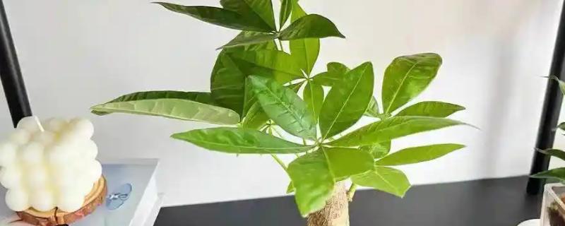 发财树叶子发黄的原因，可能是浇水不当所致