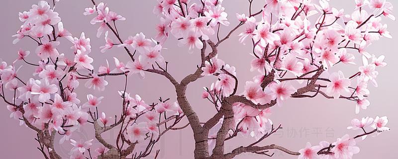 盆栽樱花怎么养殖，5-6月份喷施叶面肥
