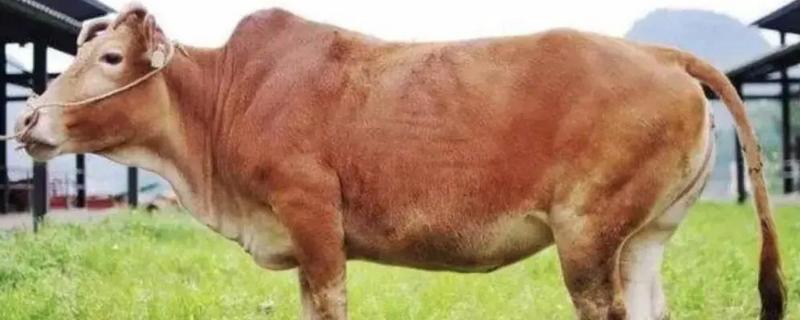 黎平黄牛的生产性能，被毛多为黑色和黄色