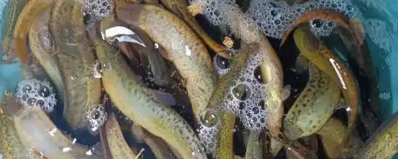 泥鳅有什么特点，适应性强且食性杂