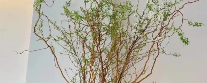 龙柳枝水培能养多久，可以养4-5个月左右