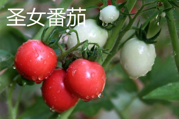 小西红柿的品种，有圣女番茄、玉女番茄等