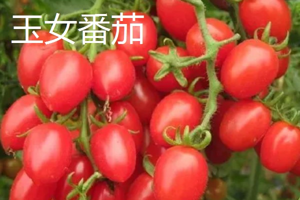 小西红柿的品种，有圣女番茄、玉女番茄等