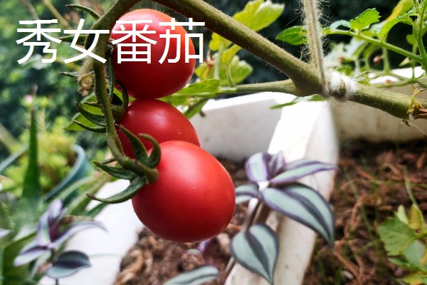 小西红柿的品种，有圣女番茄、玉女番茄等