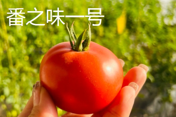 小西红柿的品种，有圣女番茄、玉女番茄等