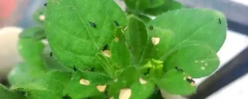 花里面有黑色的小飞虫怎么处理，保持土壤干燥以阻止小飞虫