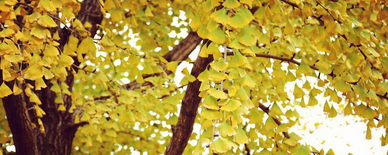 白果树简介，一般是指银杏树