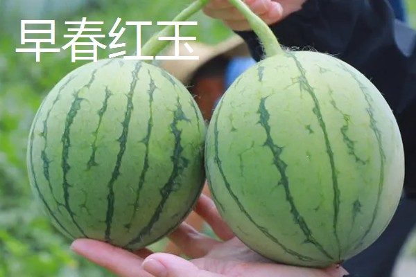 有什么小型西瓜品种,早春红玉、红小帅等品种体型小