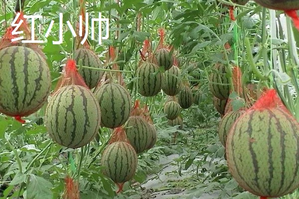 有什么小型西瓜品种,早春红玉、红小帅等品种体型小