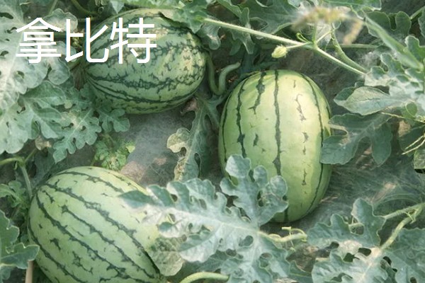 有什么小型西瓜品种,早春红玉、红小帅等品种体型小