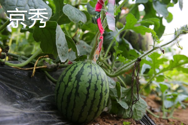 有什么小型西瓜品种,早春红玉、红小帅等品种体型小