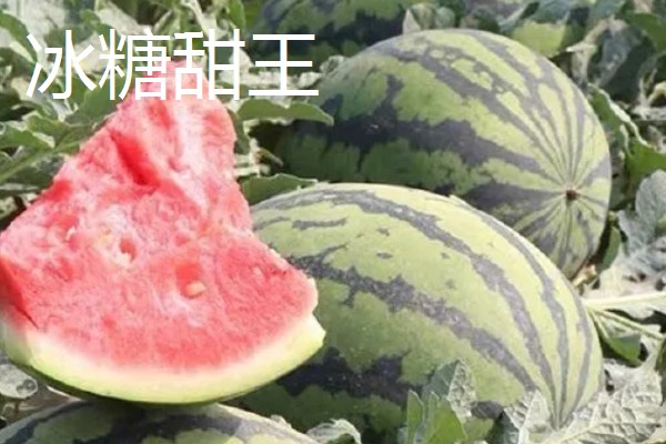 有什么小型西瓜品种,早春红玉、红小帅等品种体型小